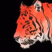 Tiger animation for AAPI Heritage Month